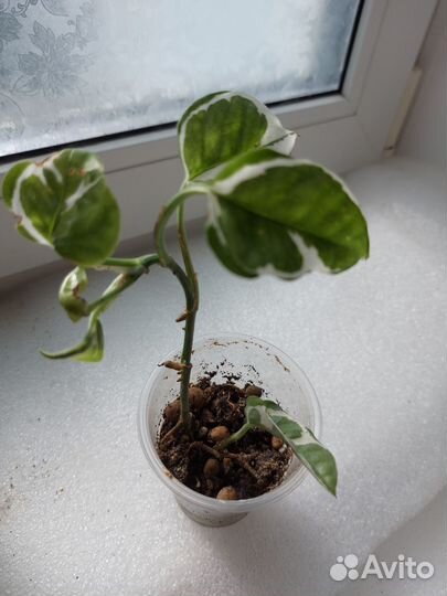 Эпипремнум энджой