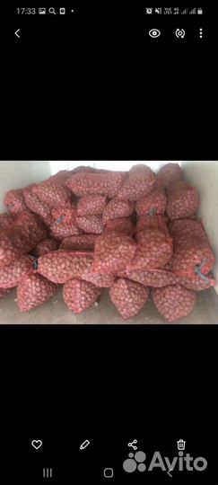 Семенной картофель