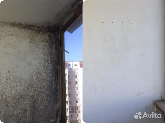 Обработка от плесени и грибка