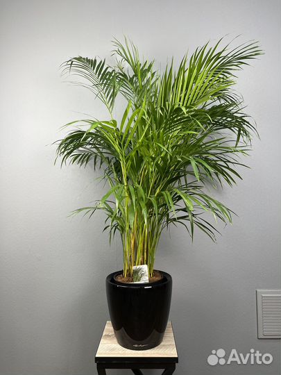 Пальма арека в кашпо H 160