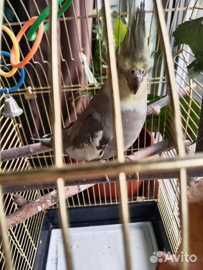 Попугай корелла с клеткой