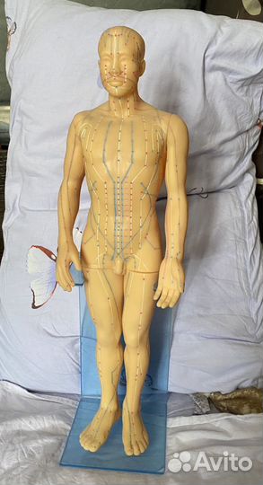 Манекен мужчины с меридианами