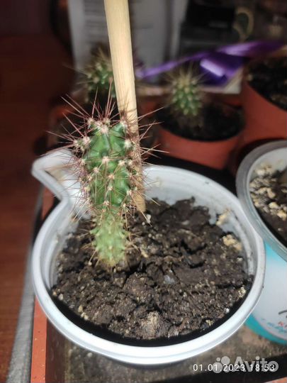 Кактусы. Обмен, продажа