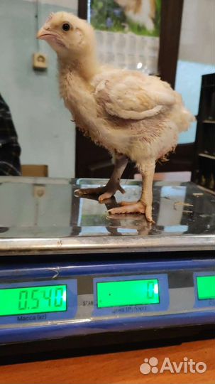 Цыплята Бройлеры