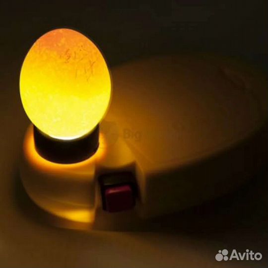 Инкубационное яйцо бройлера Европа