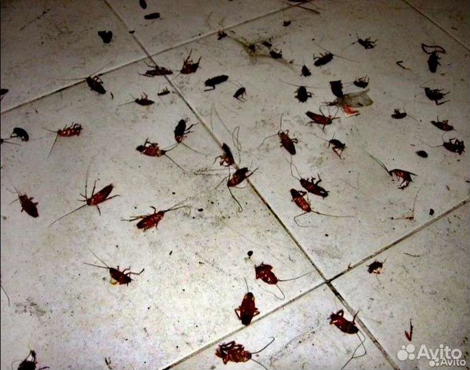 Уничтожение клопов тараканов мышей запаха блох