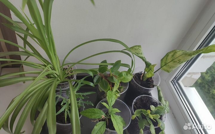 Микс 6 растений