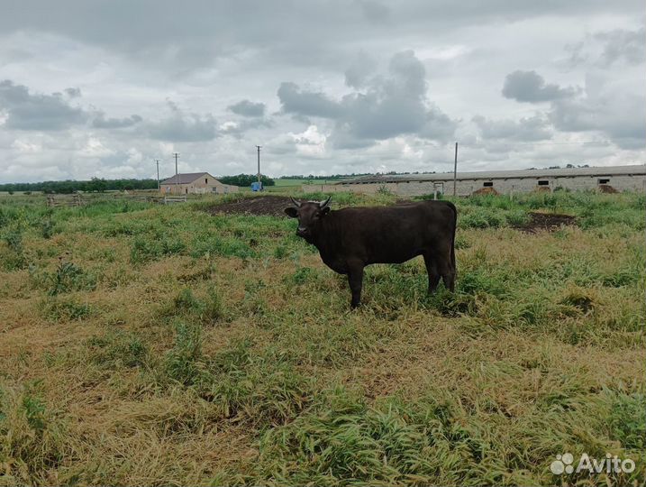 Телки и коровы на мясо