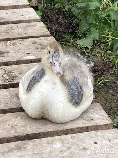 Индоутята, петух Павловский