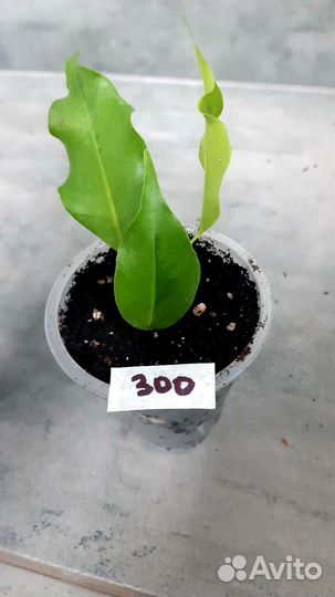 Фикус голден моник