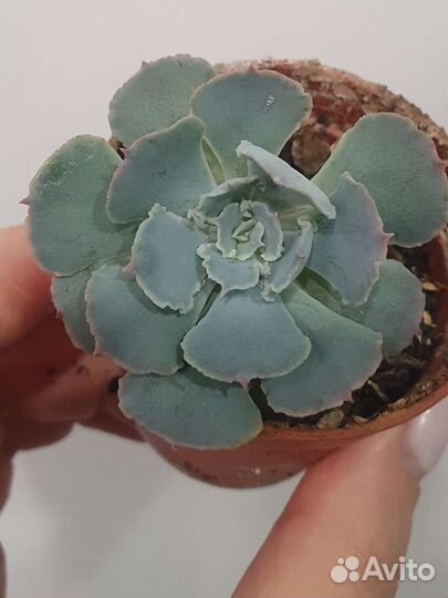 Суккулент Эхеверия 'Шавиана'