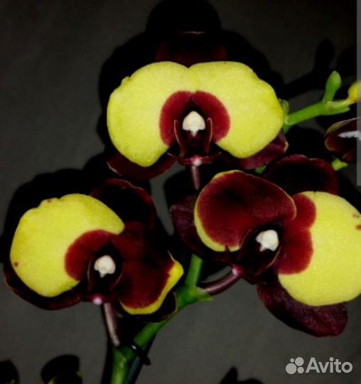 Орхидея фаленопсис бананка