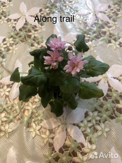 Фиалки сортовые (трейлеры)