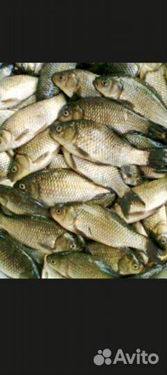 Живец карась 7 р.ш
