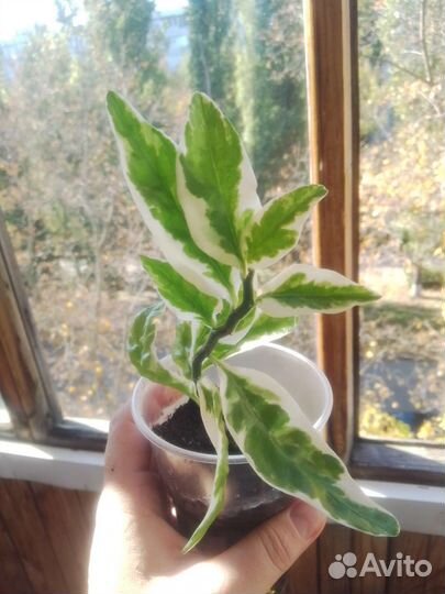 Педилантус