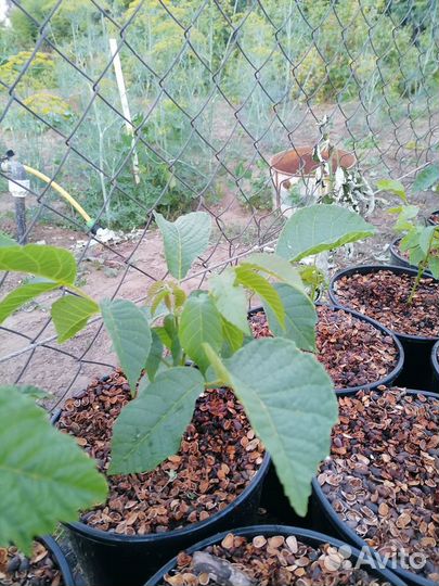 Саженцы грецкого ореха