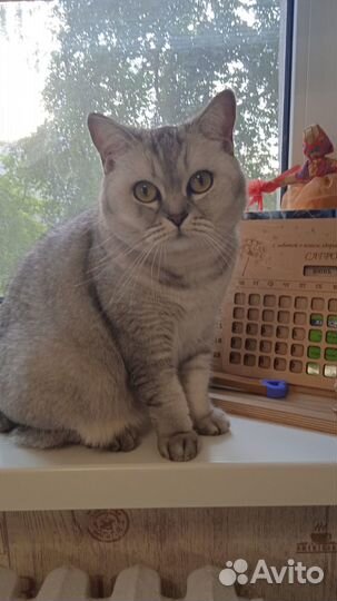 Отдам в добрые руки