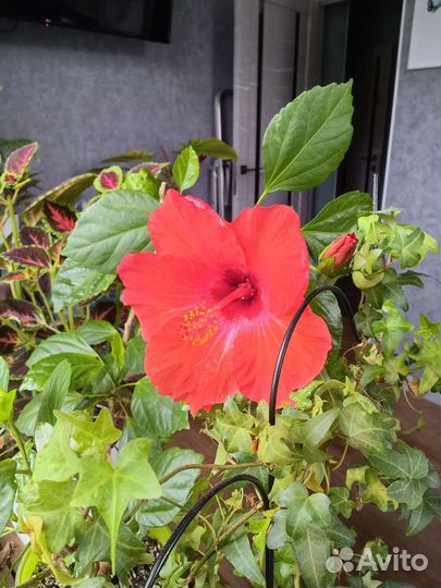 Заберу ваши растения