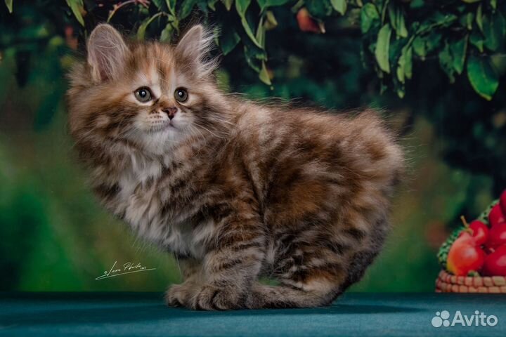 Курильский бобтейл из питомника