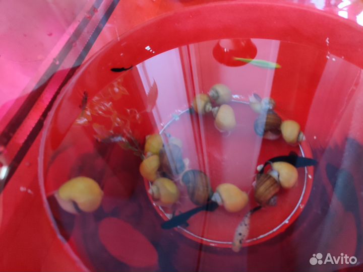 Аквариум 15 л. со всем необходимым