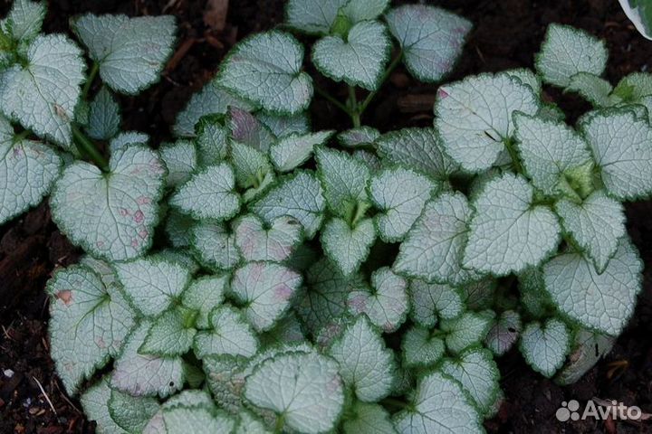 Вербейник монетчатый,живучка,копытень,гвоздика,ясн