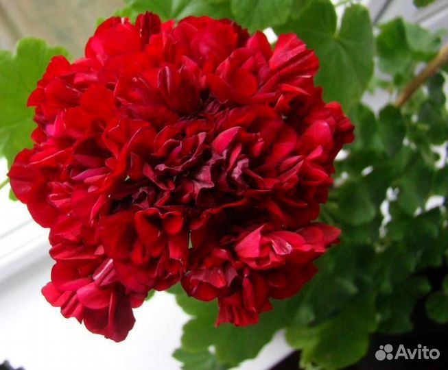 Пеларгония, эухарис, абутилон