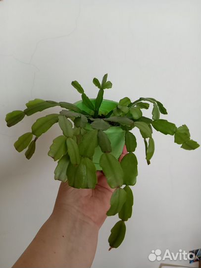 Комнатные растения