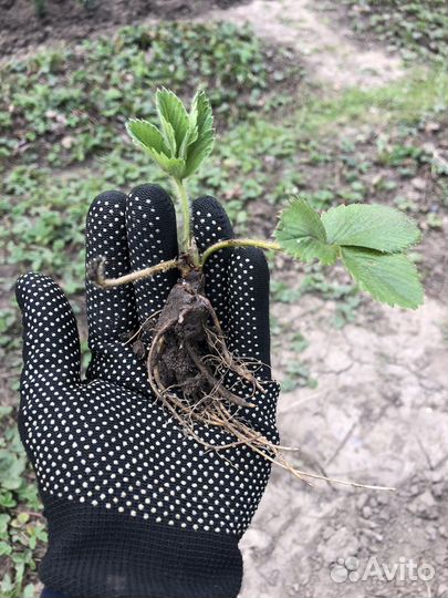 Клубника ремонтантная, саженцы