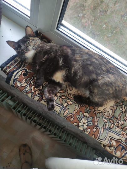 Кошка черепахового окраса