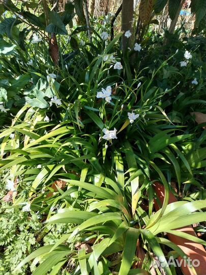 Садовые растения