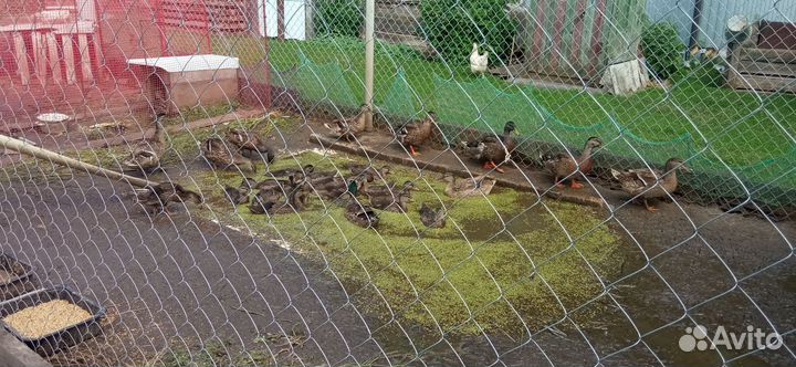 Подсадные утки (кряковые)