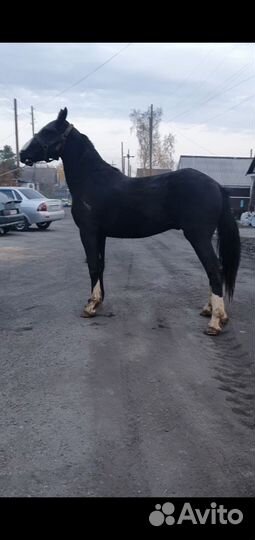 Жеребцы орловские