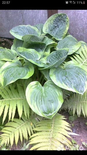 Хоста Frances Williams