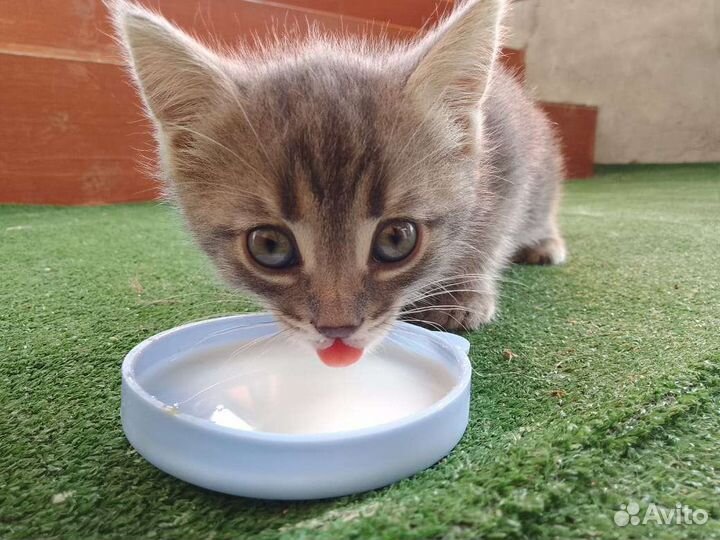 Кошки в добрые руки бесплатно