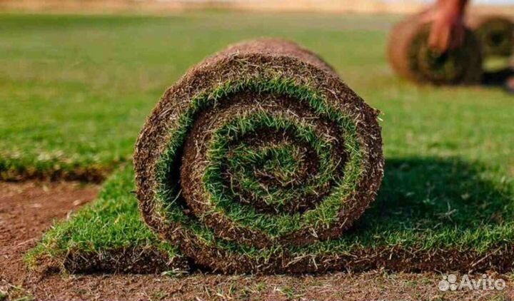 Рулонный газон