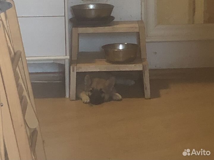 Щенки в добрые руки даром