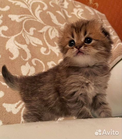 Шотландские котята