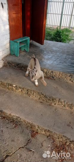 Козочка и козленок