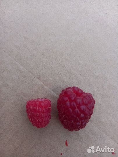 Малина сорт 