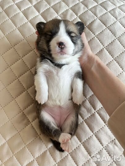 Щенки корги