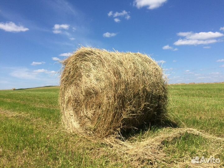 Сено в рулонах 2023 года