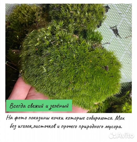 Мох покрывной (коврик)