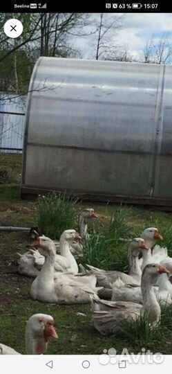 Гуси холмогоры