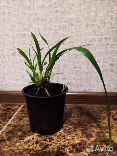 Пальма в горшочке