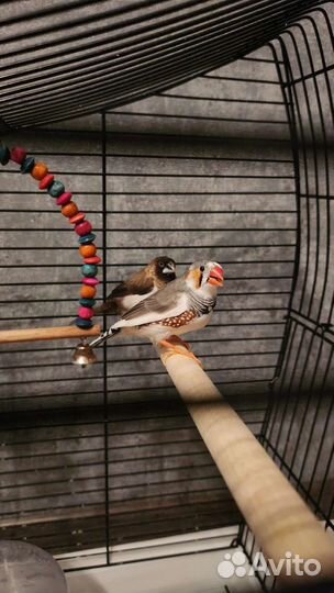 Амадины с клеткой
