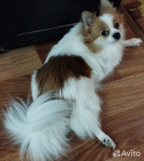 Щенки немецкого шпица