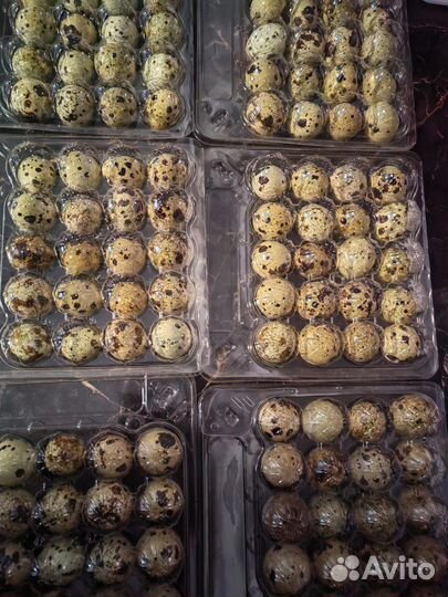 Яйца перепелиные домашние