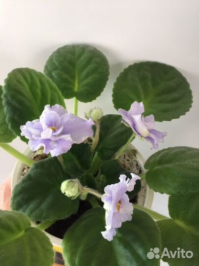 Цветущие фиалки