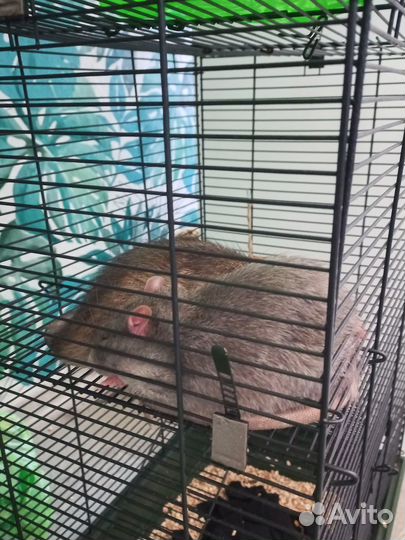 Крыски с клеткой