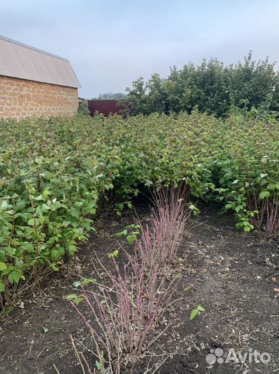 Малина полана